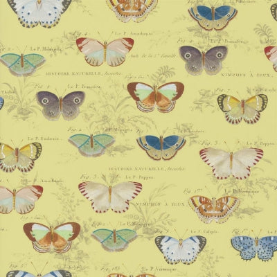 butterfly-studies-john-derian-pjd6017-04