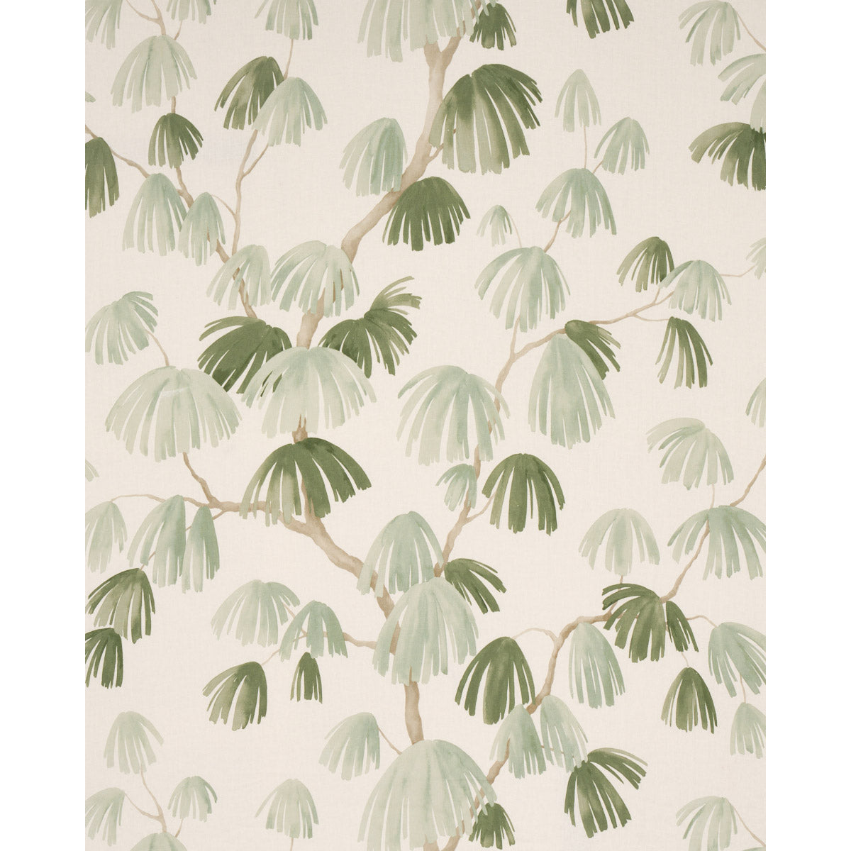 WEEPING-PINE-SAGE-SCHUMACHER-180352