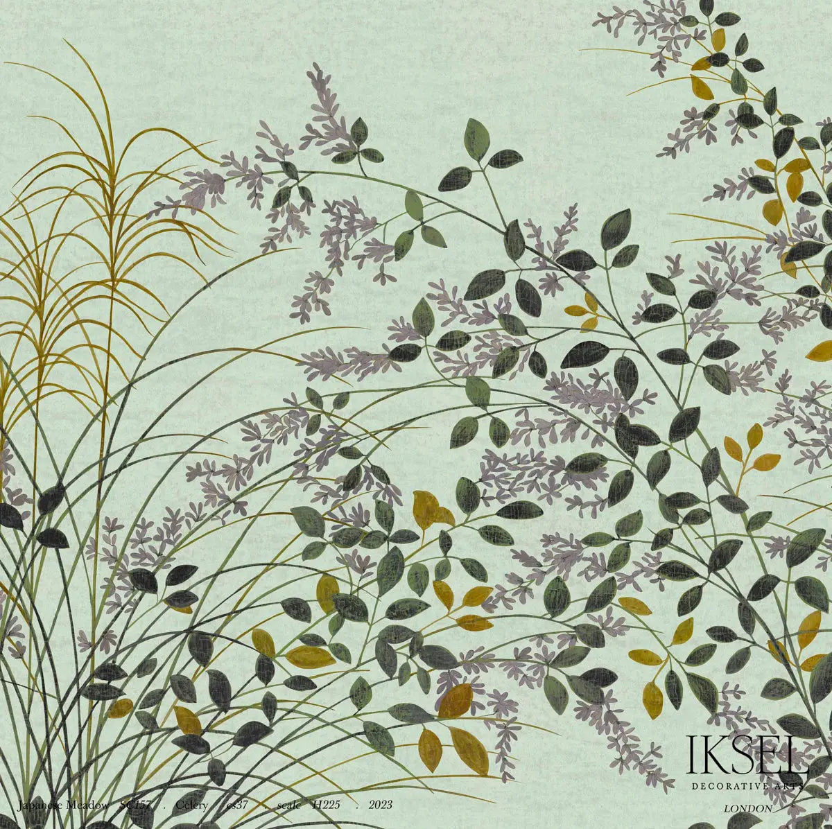 JAPANESE-MEADOW-CELERY-SCHUMACHER-IK8201