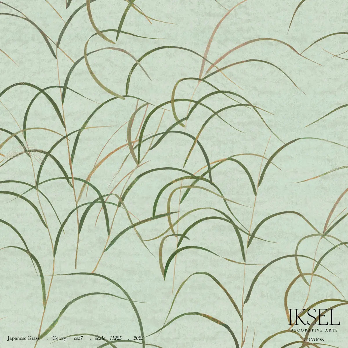 JAPANESE-GRASS-CELERY-SCHUMACHER-IK8301