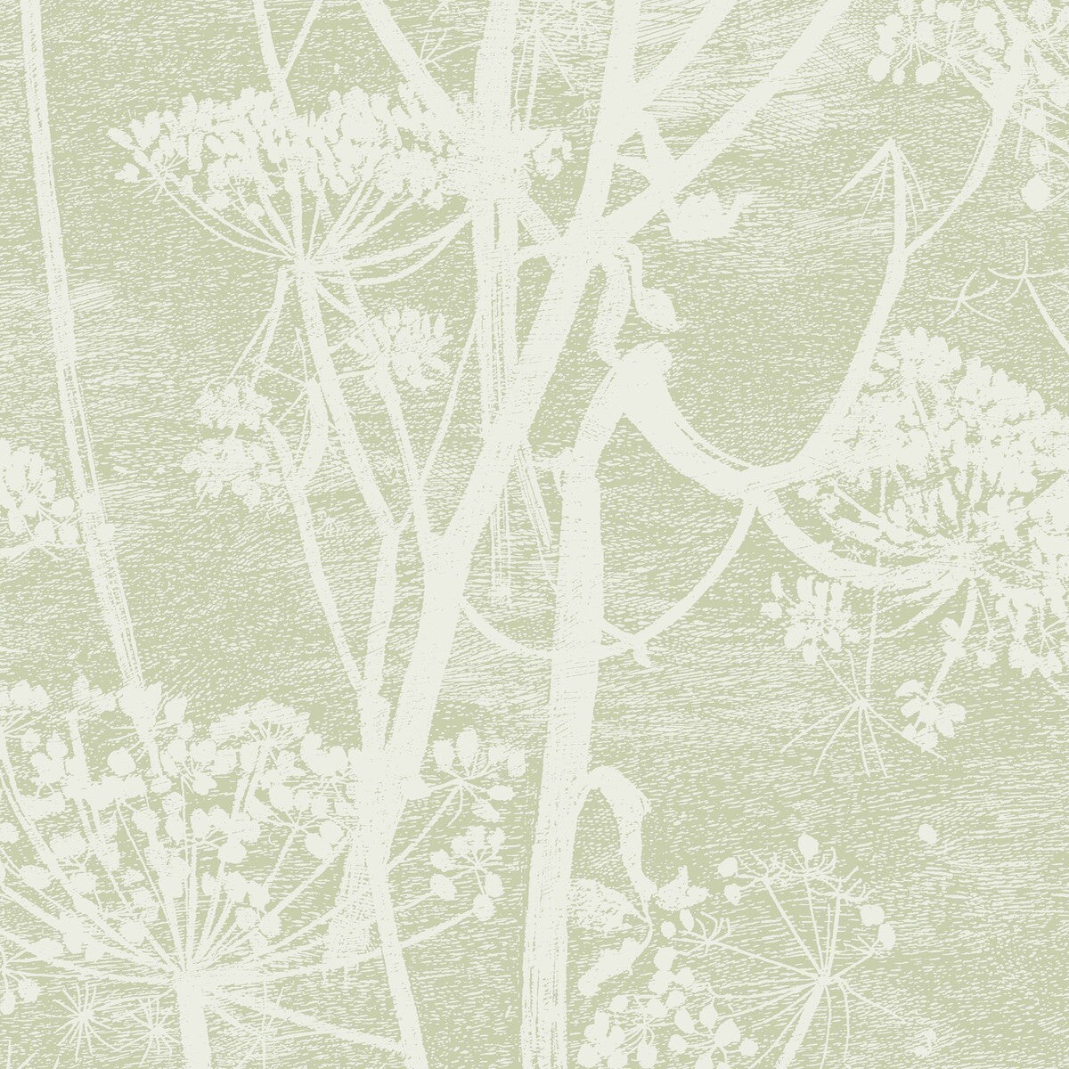 1128029cs0-cow-parsley-olive-cole-son