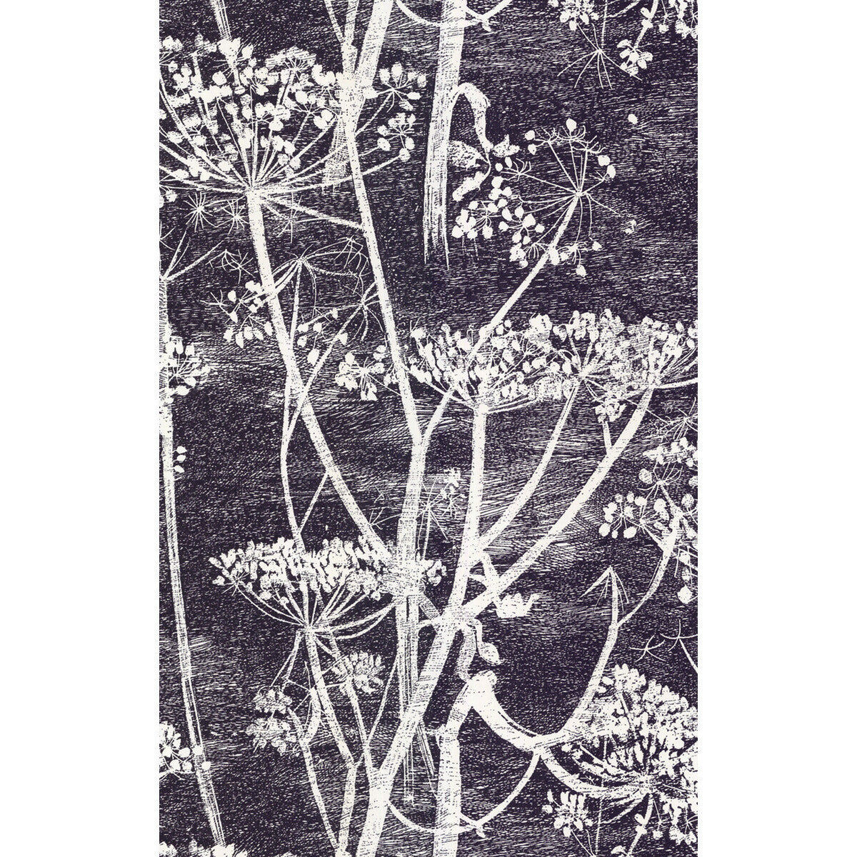 667046cs0-cow-parsley-whiteblk-cole-son