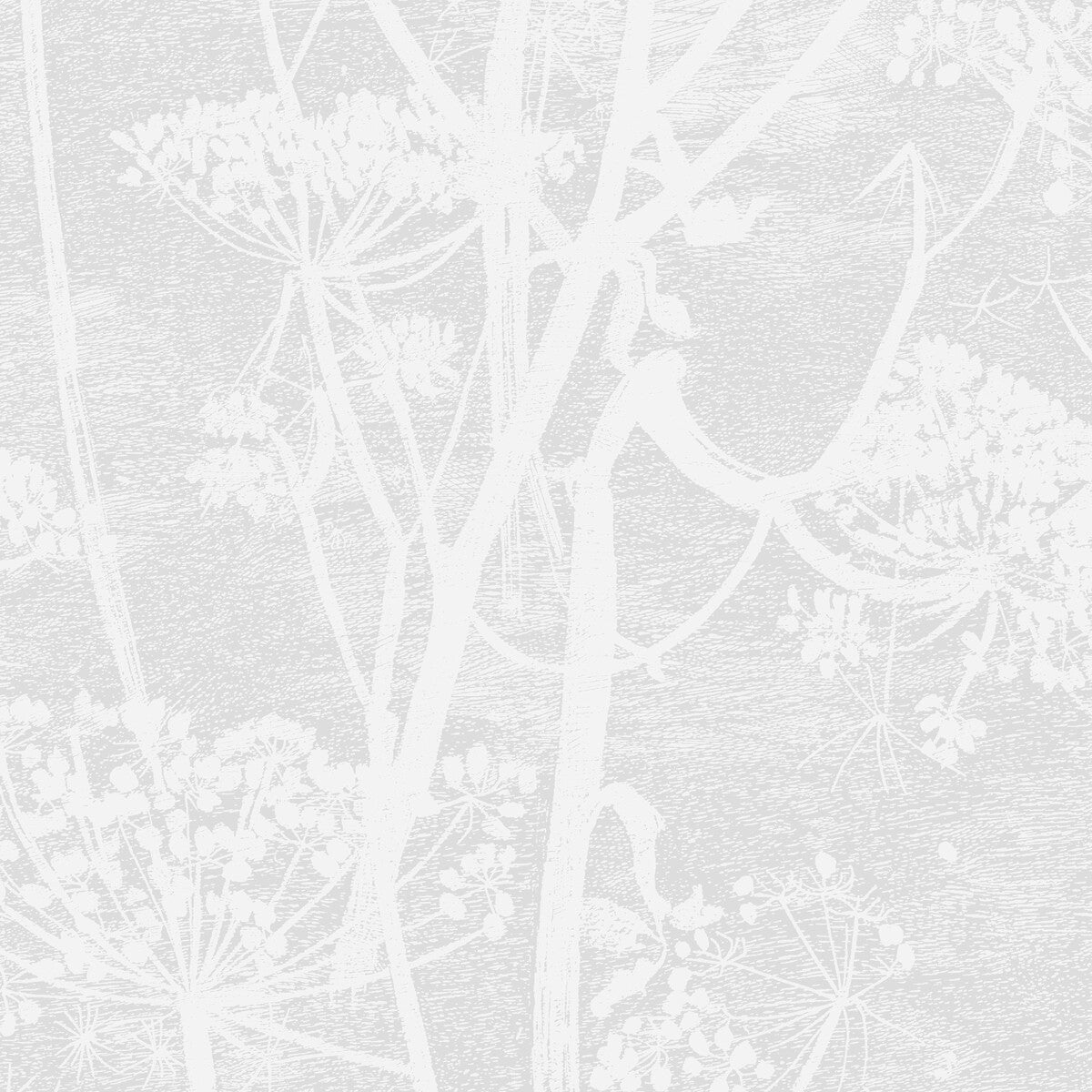 1128027cs0-cow-parsley-white-cole-son