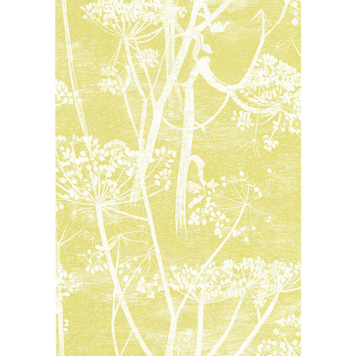 667051cs0-cow-parsley-whitey-cole-son