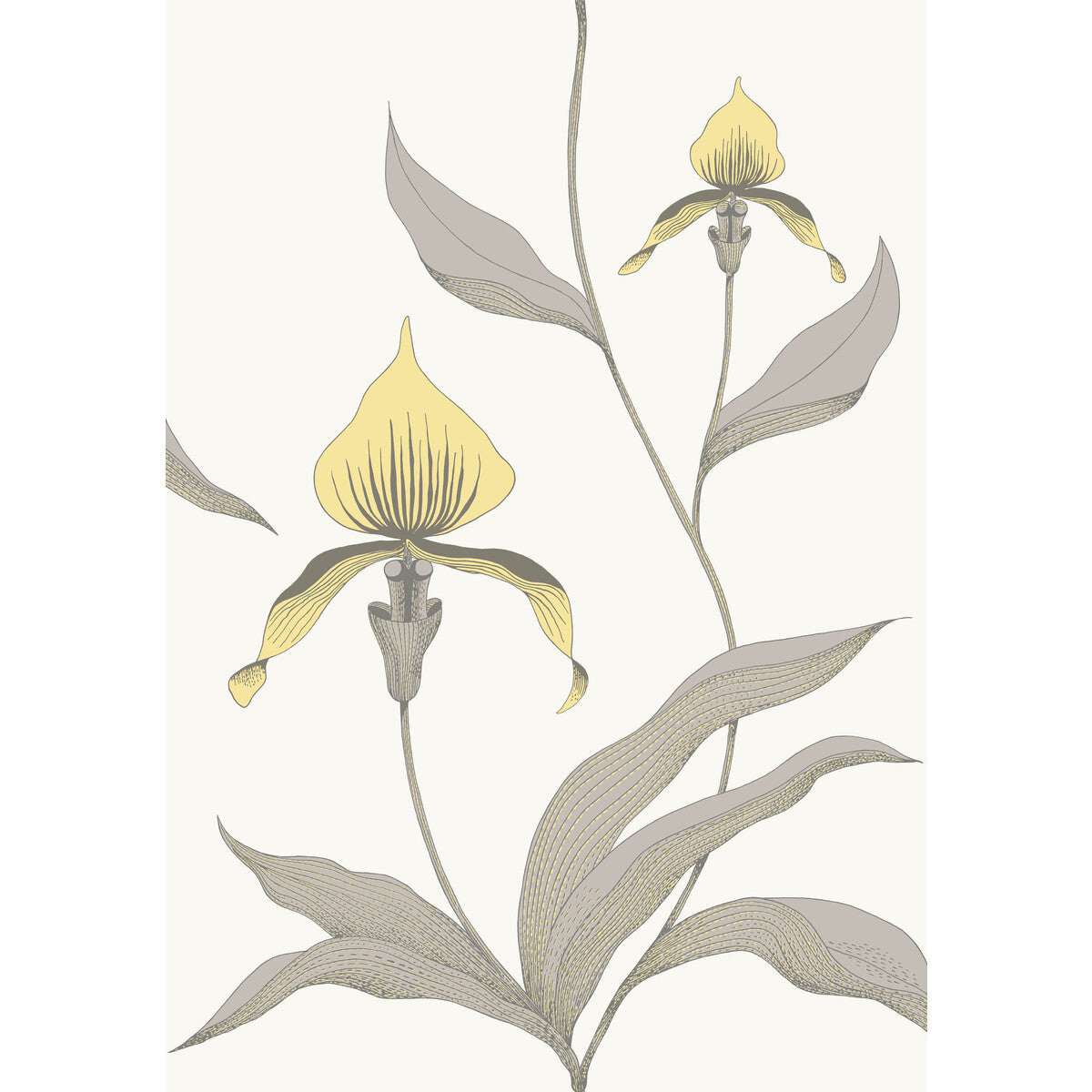 9510057cs0-orchid-yellowwhite-cole-son