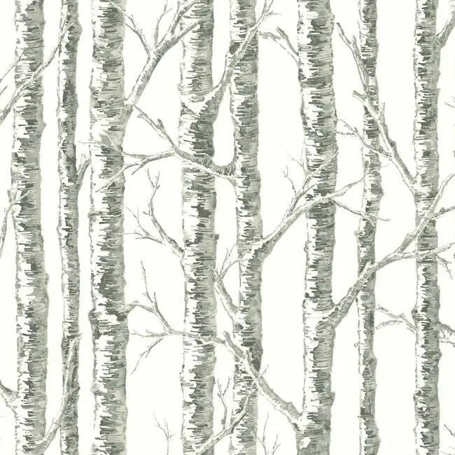 York BW3901 Paper Birch Wallpaper