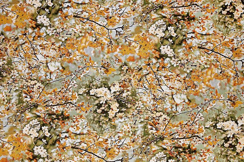 Scalamandre Fabric H0 00023468 Sakura Tapestry Dore